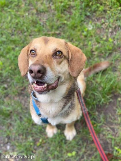 Halik -  wspaniały,  zrównoważony pies szuka domu!