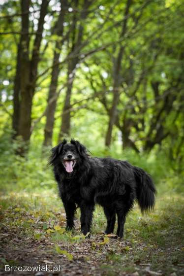 Leopold -  cudowny,  przyjazny kudłacz