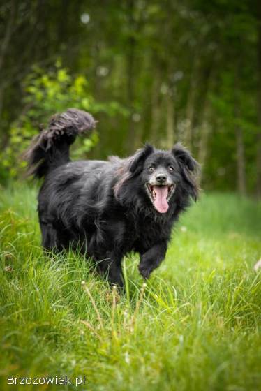 Leopold -  cudowny,  przyjazny kudłacz