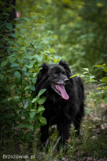 Leopold -  cudowny,  przyjazny kudłacz