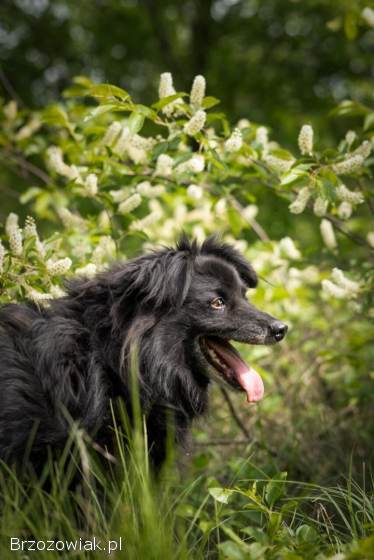 Leopold -  cudowny,  przyjazny kudłacz