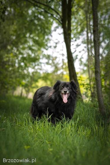Leopold -  cudowny,  przyjazny kudłacz