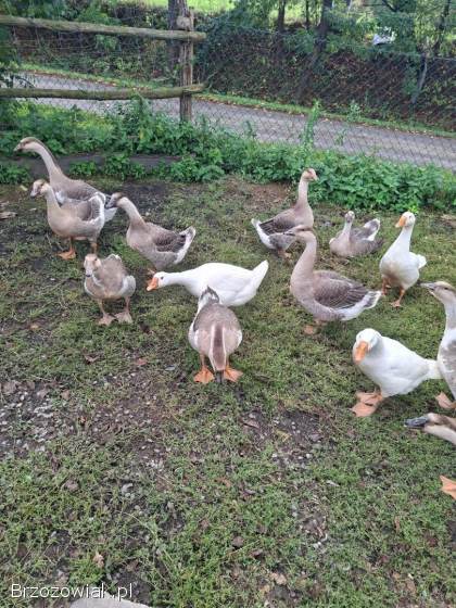 Sprzedam Gęśi.