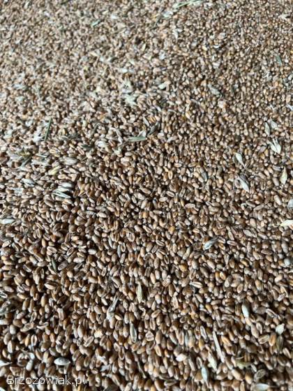 Sprzedam pszenice tegoroczną