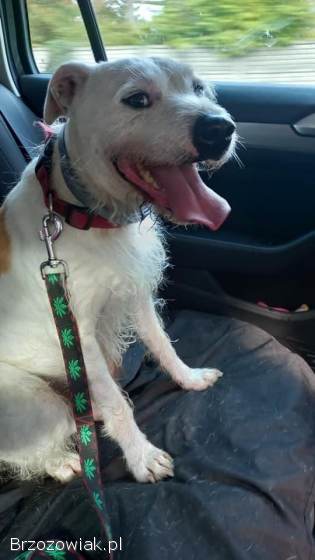 Nero -  nieduży,  wesoły terierek mix