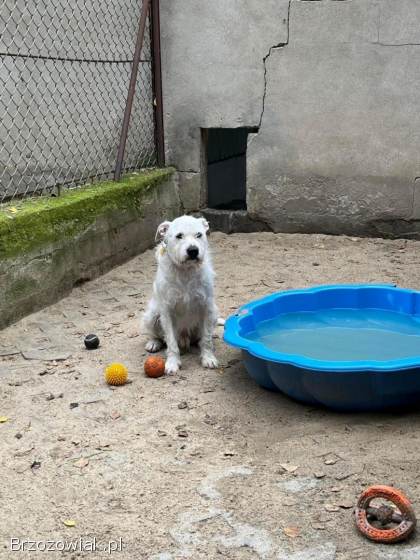 Nero -  nieduży,  wesoły terierek mix