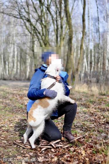 Nero -  nieduży,  wesoły terierek mix