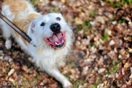 Nero -  nieduży,  wesoły terierek mix