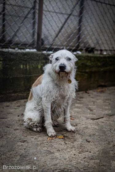 Nero -  nieduży,  wesoły terierek mix