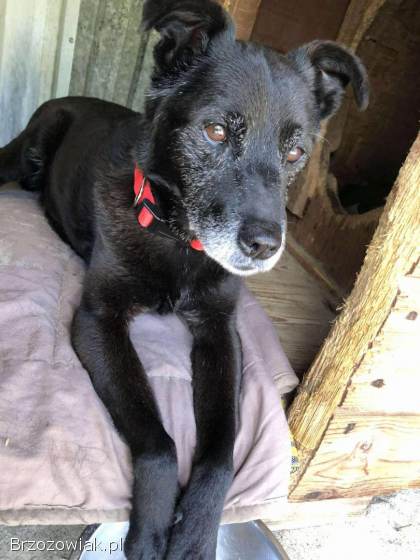 Devo i Devi BŁAGAJĄ o dom!