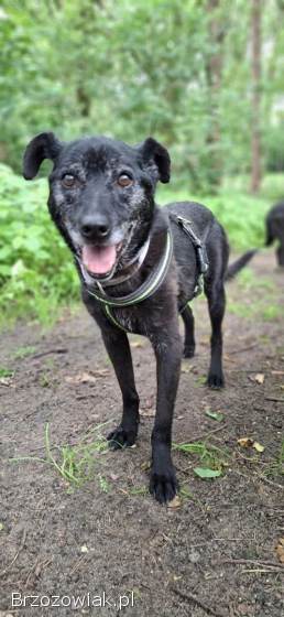 Devo i Devi BŁAGAJĄ o dom!