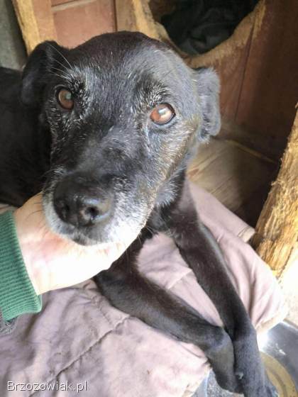 Devo i Devi BŁAGAJĄ o dom!