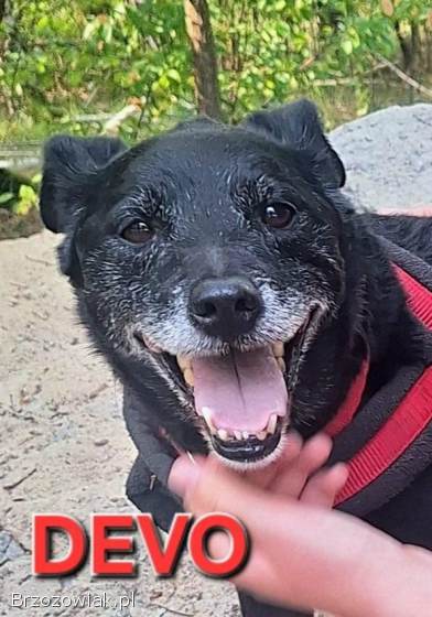 Devo i Devi BŁAGAJĄ o dom!