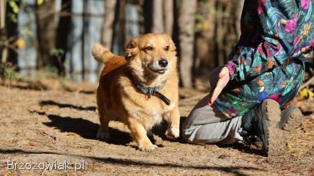 Red -  niewielki,  nieśmiały psiak szuka domu!