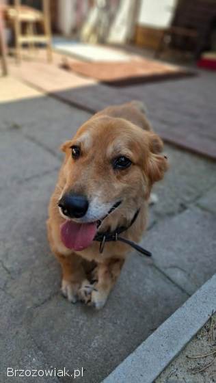 Red -  niewielki,  nieśmiały psiak szuka domu!