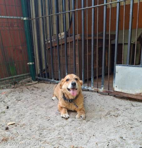 Red -  niewielki,  nieśmiały psiak szuka domu!