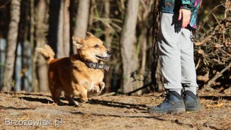 Red -  niewielki,  nieśmiały psiak szuka domu!