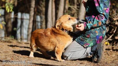 Red -  niewielki,  nieśmiały psiak szuka domu!