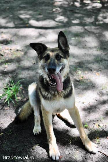 Horaś -  mądry,  wesoły ONek szuka domu!