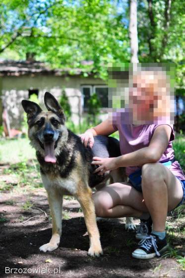 Horaś -  mądry,  wesoły ONek szuka domu!