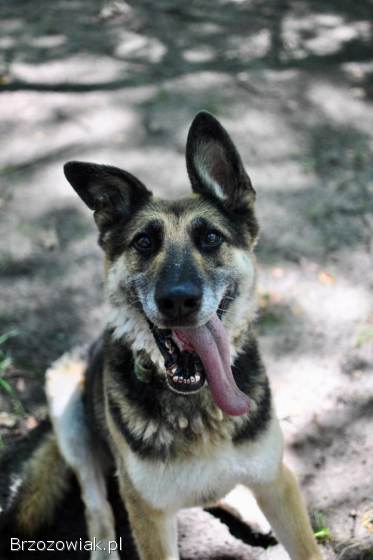 Horaś -  mądry,  wesoły ONek szuka domu!