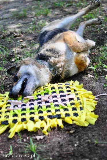 Horaś -  mądry,  wesoły ONek szuka domu!