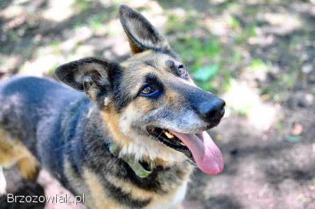 Horaś -  mądry,  wesoły ONek szuka domu!