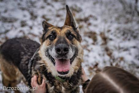 Horaś -  mądry,  wesoły ONek szuka domu!