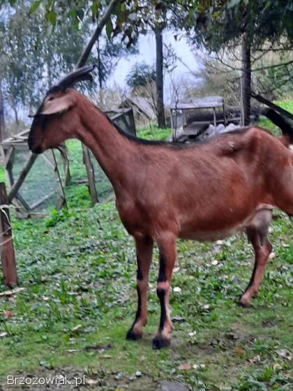 Kozy kozil aglonubijskie