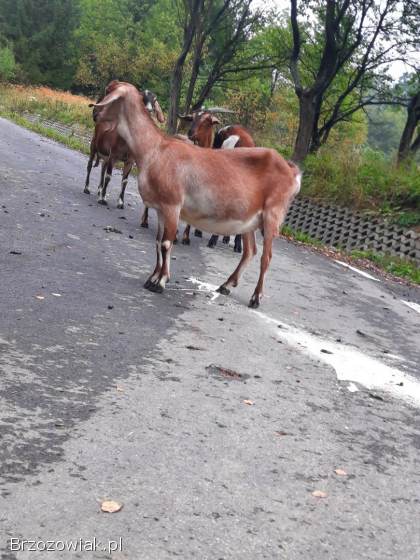 Kozy kozil aglonubijskie