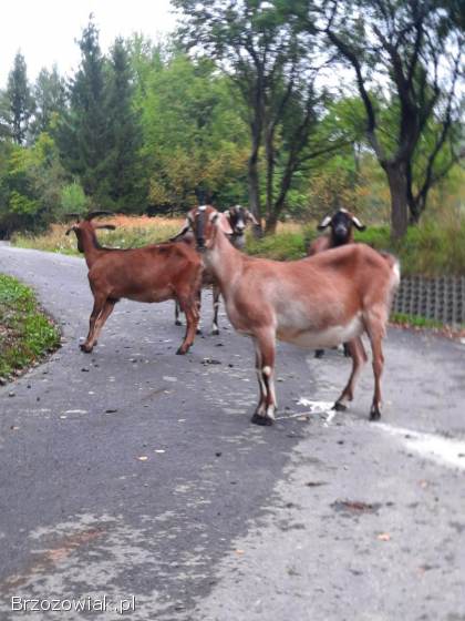 Kozy kozil aglonubijskie