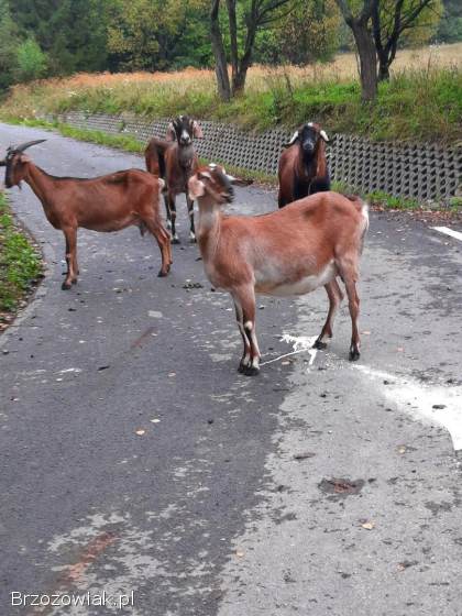 Kozy kozil aglonubijskie