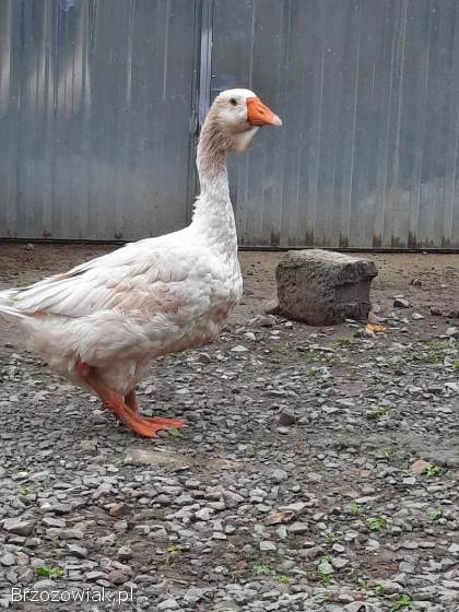 Gęsi chomogory i tuluskie