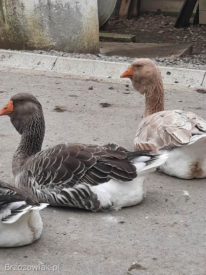 Gęsi chomogory i tuluskie