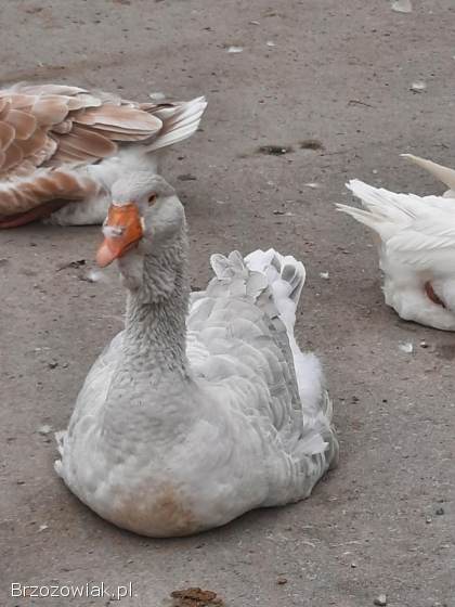 Gęsi chomogory i tuluskie