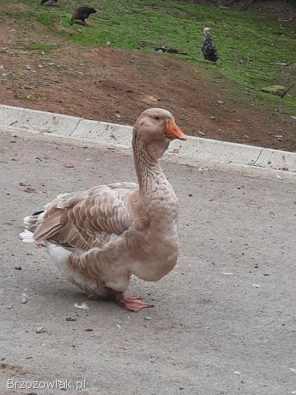 Gęsi chomogory i tuluskie