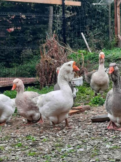 Gęsi chomogory i tuluskie