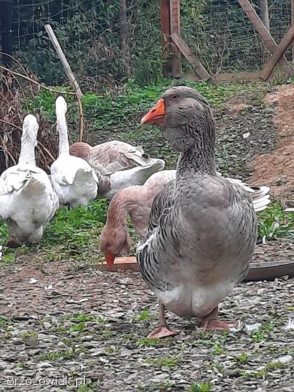 Gęsi chomogory i tuluskie