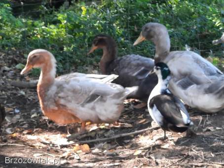 Kaczki ruanskie
