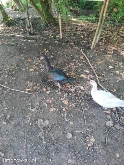 Kaczki piżmowe młody kaczor