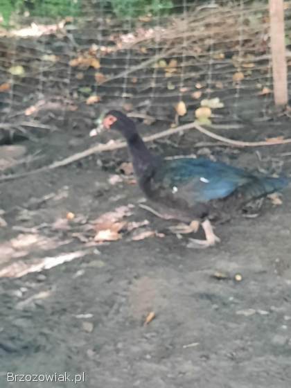 Kaczki piżmowe młody kaczor