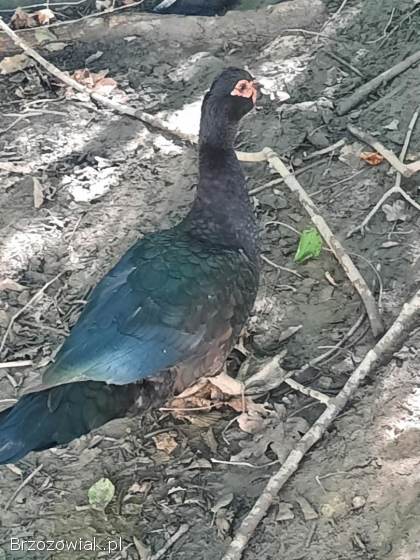 Kaczki piżmowe młody kaczor