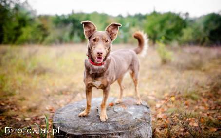 Bezi -  nakolankowa,  wesoła iskiereczka szuka domu!