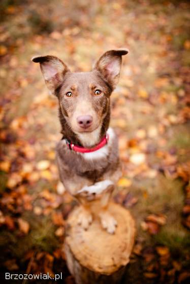 Bezi -  nakolankowa,  wesoła iskiereczka szuka domu!