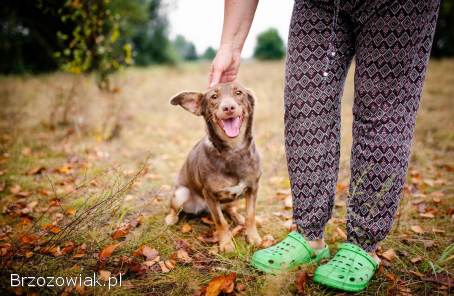 Bezi -  nakolankowa,  wesoła iskiereczka szuka domu!
