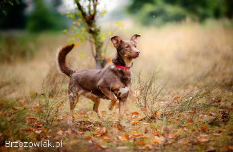 Bezi -  nakolankowa,  wesoła iskiereczka szuka domu!