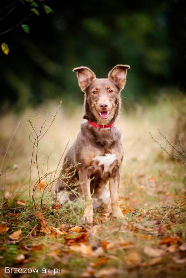 Bezi -  nakolankowa,  wesoła iskiereczka szuka domu!