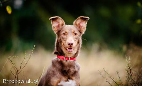 Bezi -  nakolankowa,  wesoła iskiereczka szuka domu!