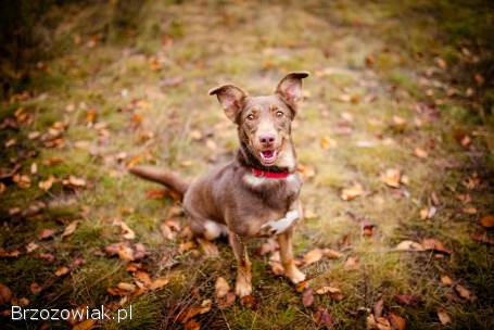 Bezi -  nakolankowa,  wesoła iskiereczka szuka domu!