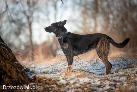 Axa -  cudowna,  proludzka,  wesoła suczka!